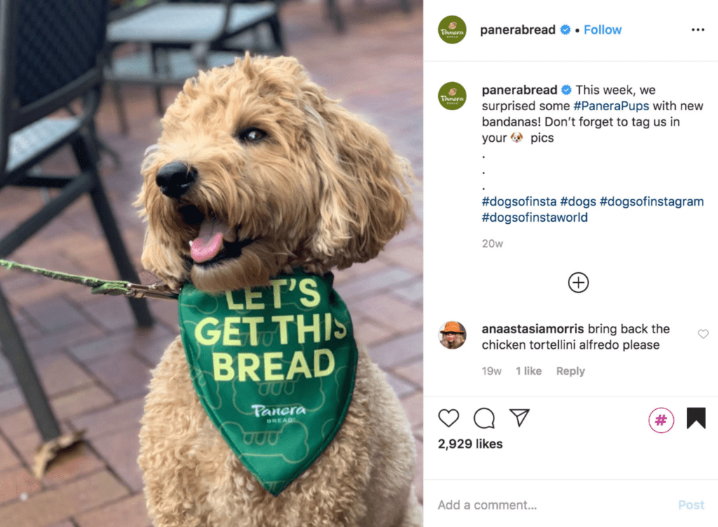 Dog wearing Panera Bread bib
